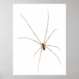 Spider Poster