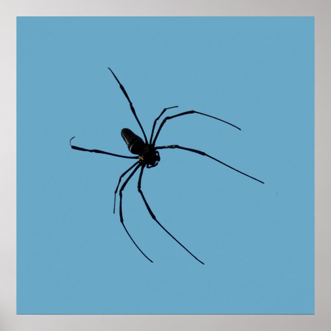 Spider Poster (Vorne)