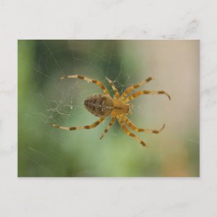 Spider - Postkarte