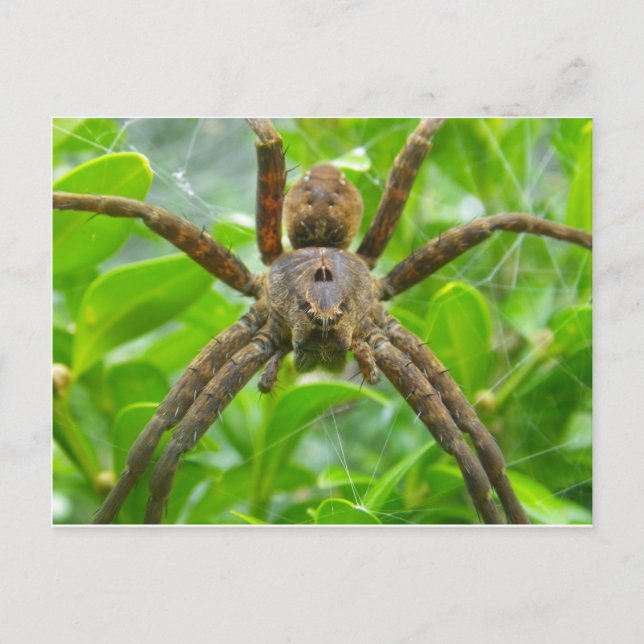 Spider-Postkarte Postkarte (Vorderseite)