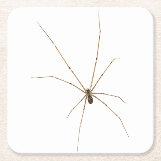 Spider Rechteckiger Pappuntersetzer (Vorderseite)