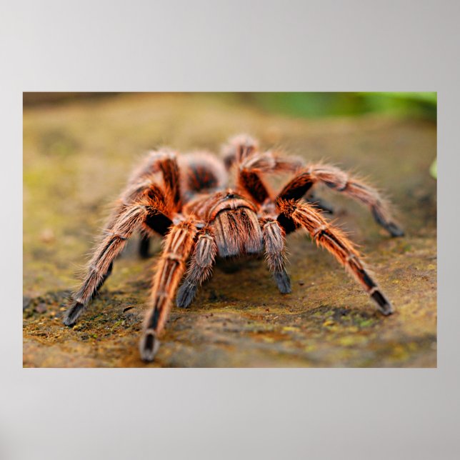 Spider Tarantula Insektenkunst Foto Poster (Vorne)