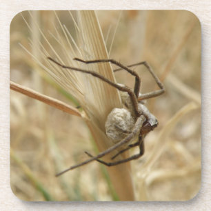 Spider und Eier Sac Cork Untersetzer