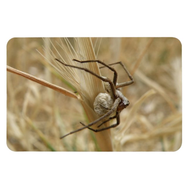 Spider und Eier Sac Premium Magnet (Horizontal)