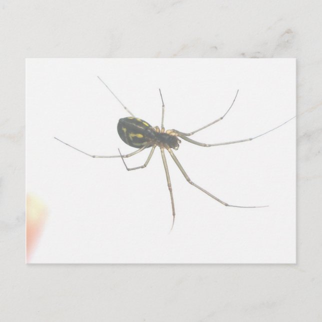 Spider Underside Postcard Postkarte (Vorderseite)
