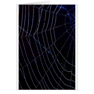 Spider Web