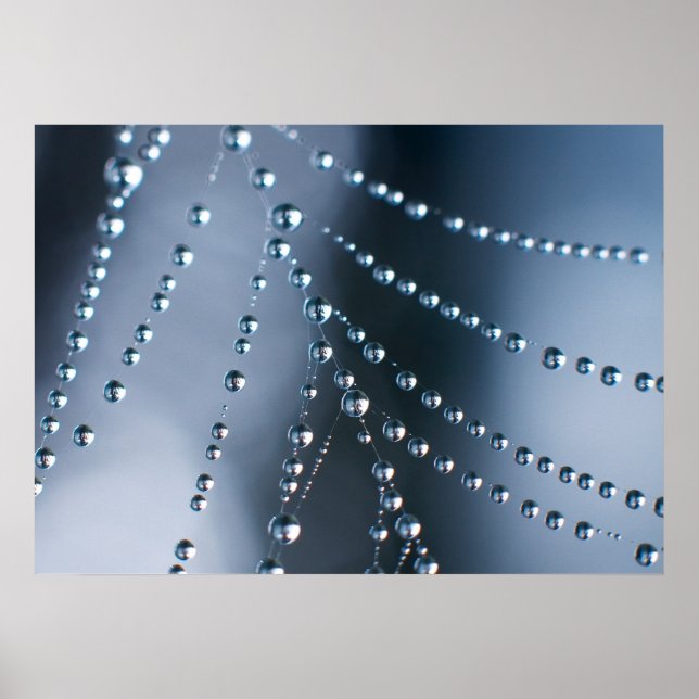 Spider Web mit Droplets Poster (Vorne)
