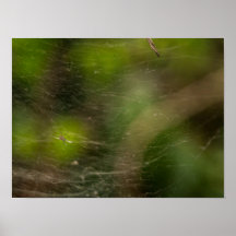 Spider Web