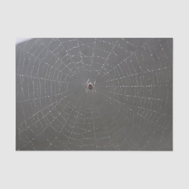Spider Web Tissue Paper Seidenpapier (Vorderseite)