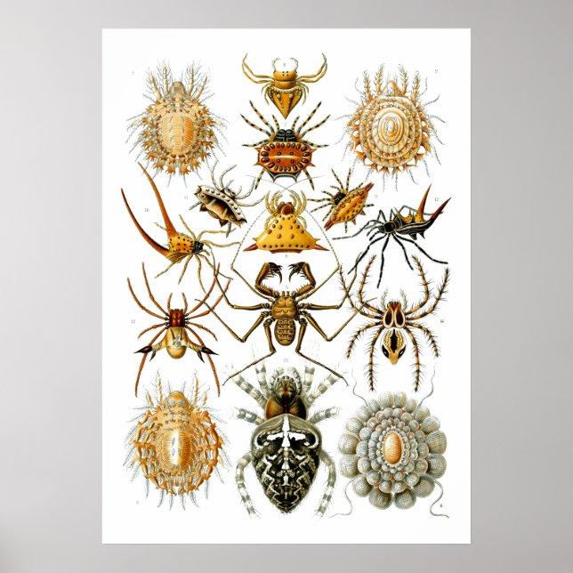 Spiders Arachnida Illustrations by Ernst Haeckel Poster (Vorne)