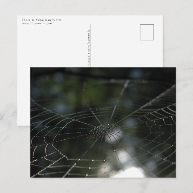 Spiders Web Nature Foto Postkarte (Vorne/Hinten)