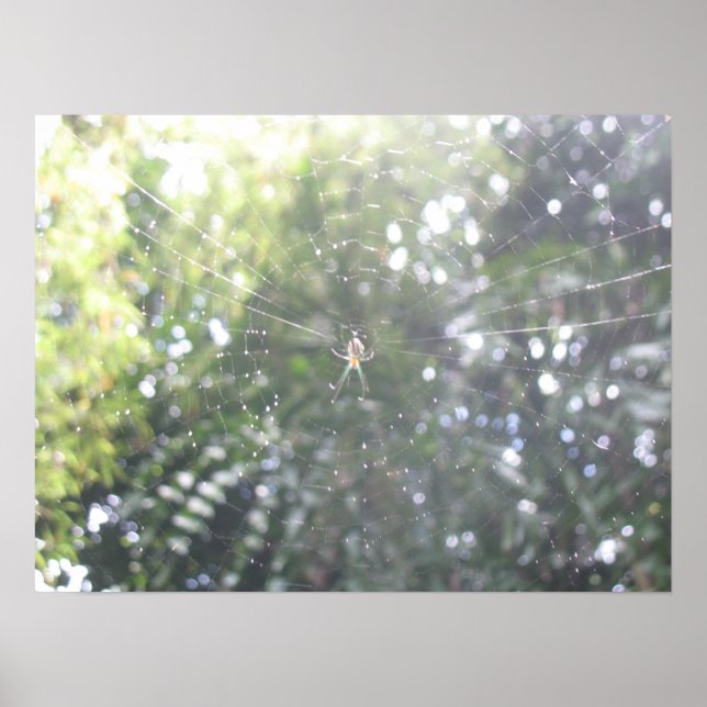 Spiders Webposter Poster (Vorne)
