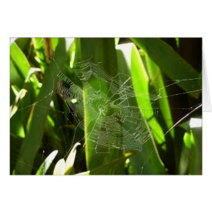 Spiderweb dans Tropical Leaves Nature