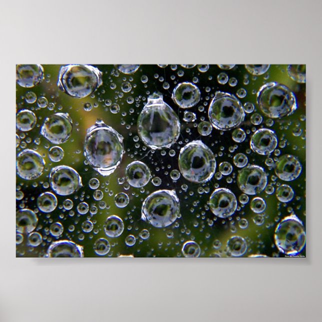 Spiderweb Droplets Poster (Vorne)