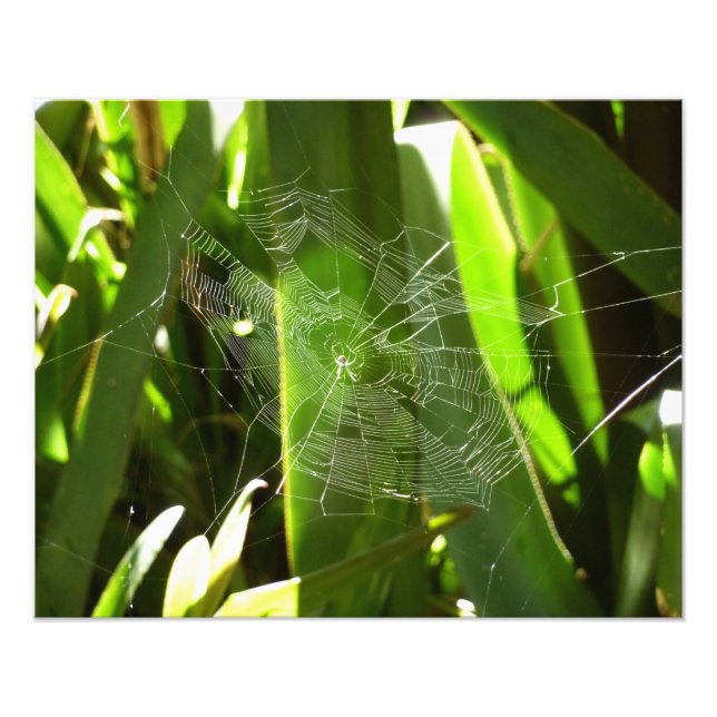 Spiderweb in tropischen Blätter Natur Fotodruck (Vorne)