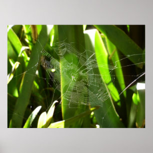 Spiderweb in tropischen Blätter Natur Poster