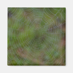 Spiderweb mit Droplets Magnet