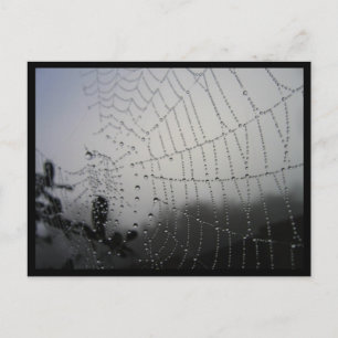 Spiderweb Post Card Postkarte