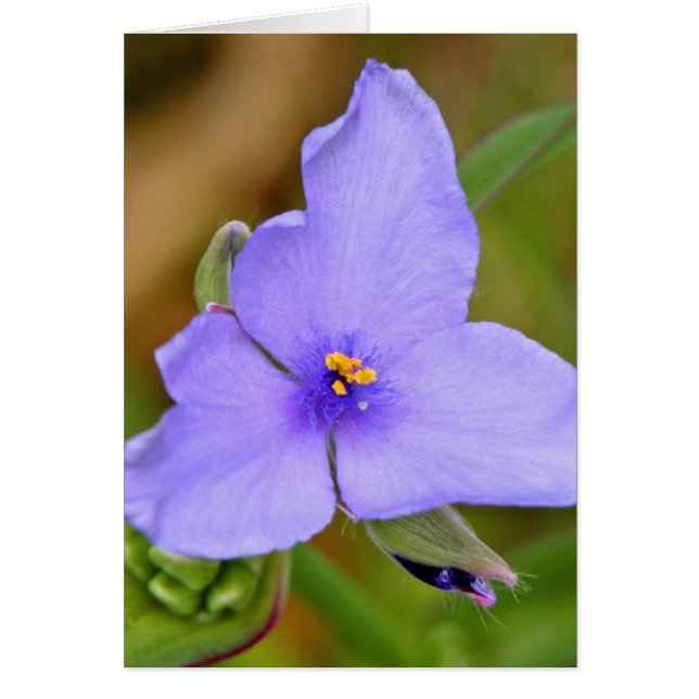 Spiderwort (Vorne)