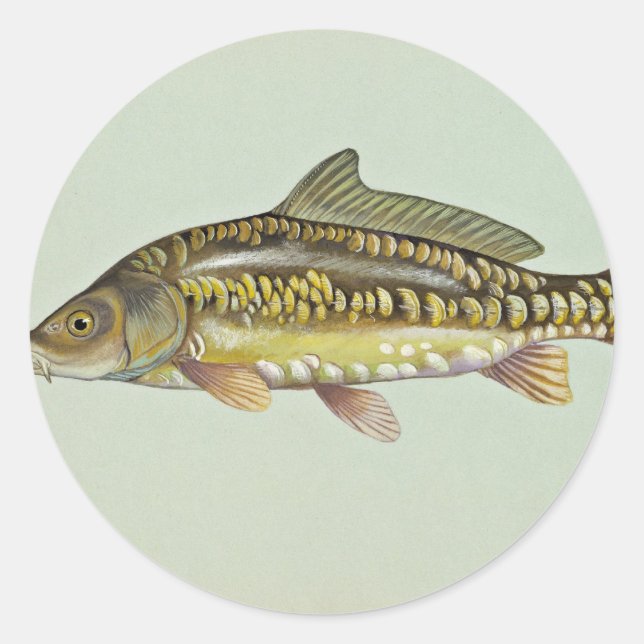 Spiegelkarpfen Runder Aufkleber (Vorderseite)