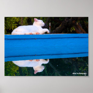 Spiegelung einer weißen Katze Poster