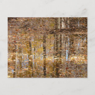 Spiegelung im Still Creek im Greenbelt Park Postkarte