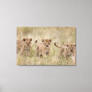 'Spiel Reserve Afrikas, Kenia, Masai-Mara Leinwanddruck