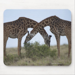 Spiel-Reserve Afrikas, Kenia, Masai-Mara, zwei Mousepad