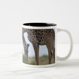 Spiel-Reserve Afrikas, Kenia, Masai-Mara, zwei Zweifarbige Tasse