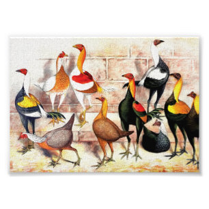 "Spiel-Zwerghuhn-" Vintage Illustration Fotodruck