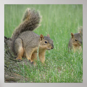 Spielen der Eichhörnchen Poster
