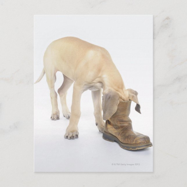 Spielen, Freundlichkeit, Neugier Postkarte (Vorderseite)