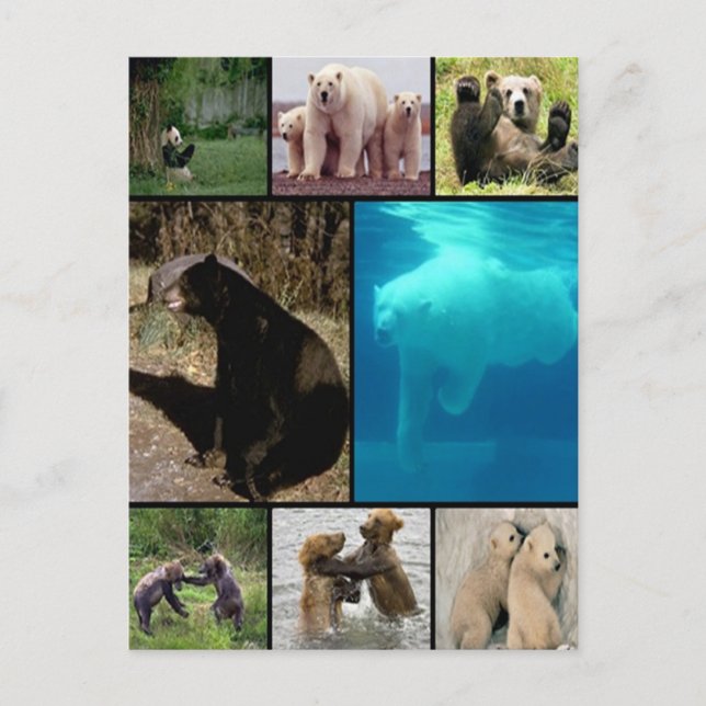 Spielende Bären Postkarte (Vorderseite)