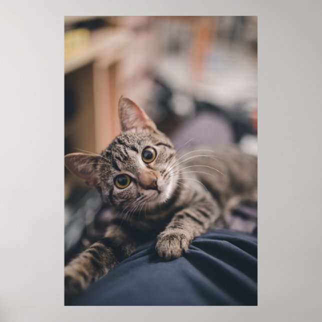 Spielendes Tabby Cat Foto Print Poster (Vorne)