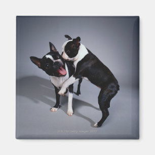 Spielerische Boston-Terrier Magnet