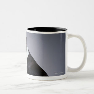 Spielerische Boston-Terrier Zweifarbige Tasse