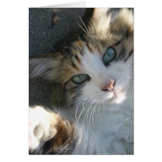 Spielerische Miezekatze Karte