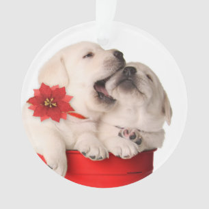 Spielerische Weihnachtswelpen in einem roten Ornament