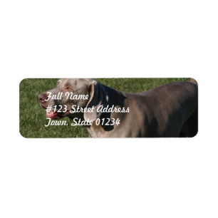 Spielerischer Weimaraner