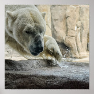 Spielerisches Eisbär-Plakat Poster