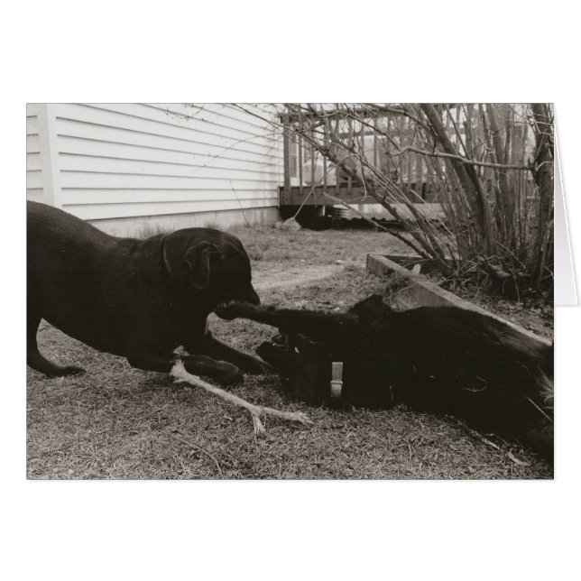 Spielgefährten (Vorderseite (Horizontal))