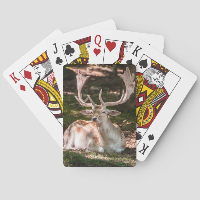 Spielkarte Photohirsch unter den Wäldern (Rückseite)