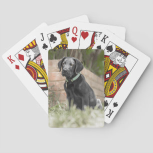 Spielkarten mit vorderem Bild von Labrador-Welpen