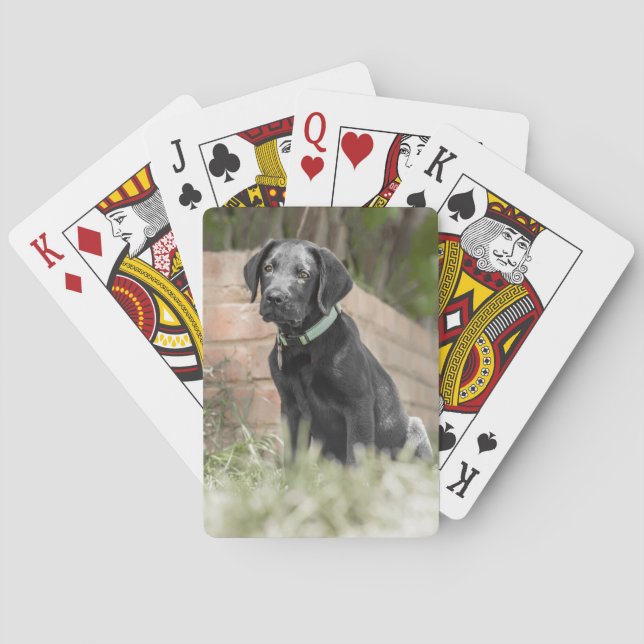 Spielkarten mit vorderem Bild von Labrador-Welpen (Rückseite)