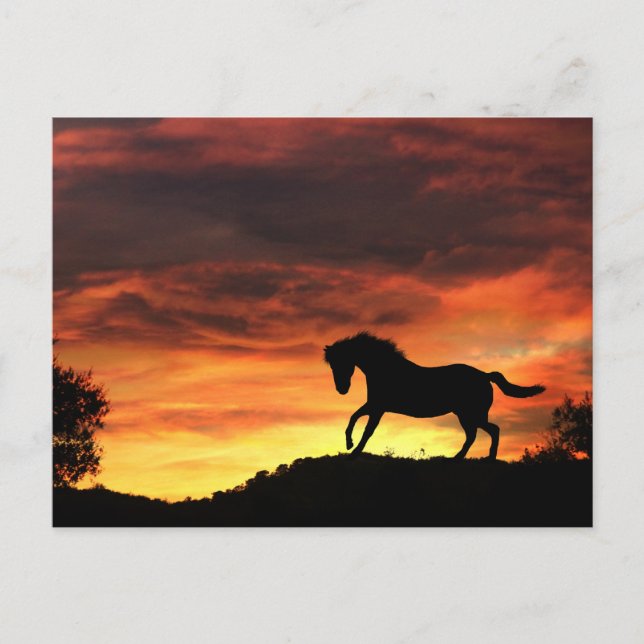 Spielpferd im Sonnenuntergang Postkarte (Vorderseite)