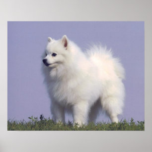 Spielzeug-amerikanischer Eskimohundedruck Poster