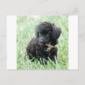 Spielzeug Poodle Puppy Postkarte