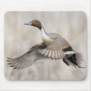 Spießente in Flugposition Mousepad