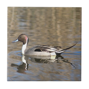 Spießente schwimmt in einem Teich Fliese