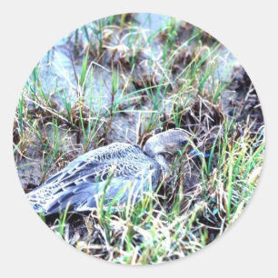 Spießenten-Ente Runder Aufkleber